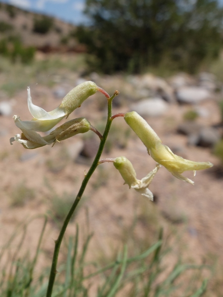 Astragalus rafaelensis
